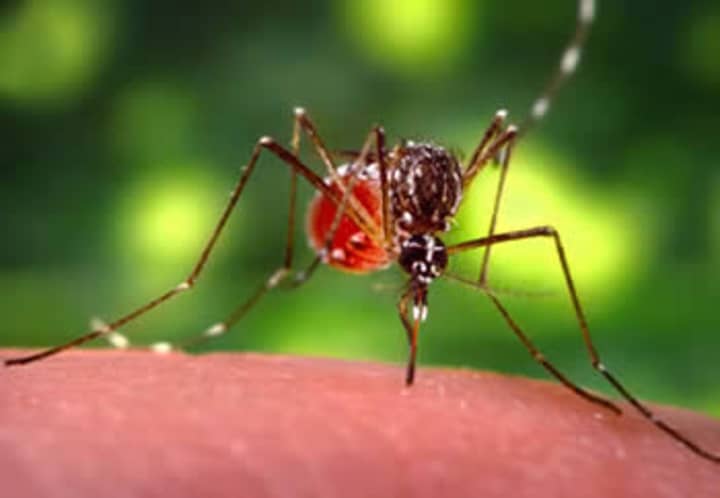 Westchester had two recorded cases of West Nile Virus, a disease carried by mosquitoes, in the 2013 calendar year.