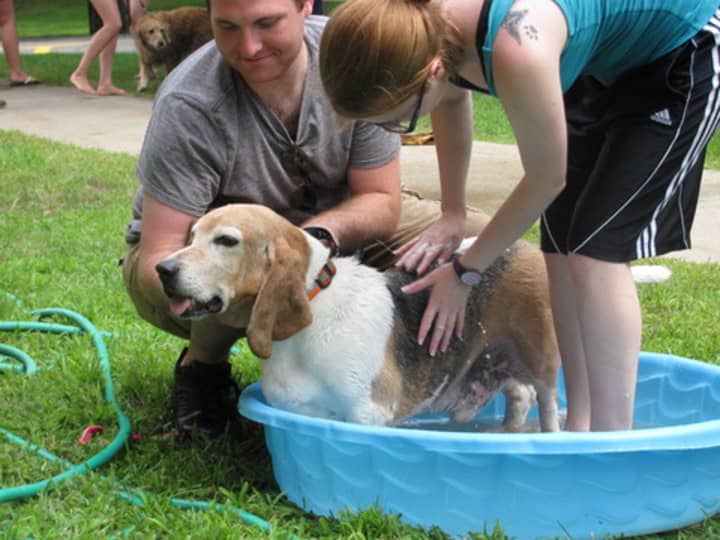 The village of Rye Brook hosts a dog wash Saturday, July 12, to support the New Rochelle Humane Society. 