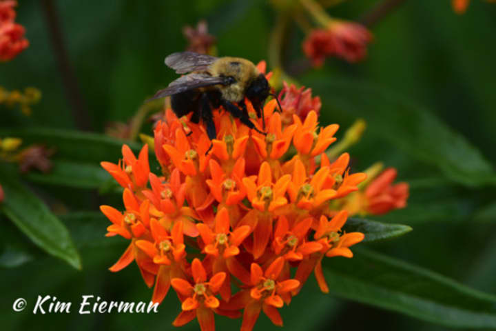 Native Bee on Butterflyweed. 
