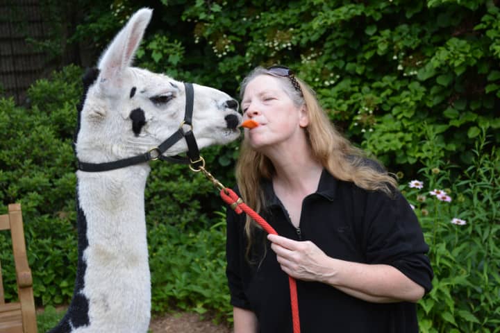 Gail Bennett attempts a demonstration with Juliet, one of her rescue farm llamas.