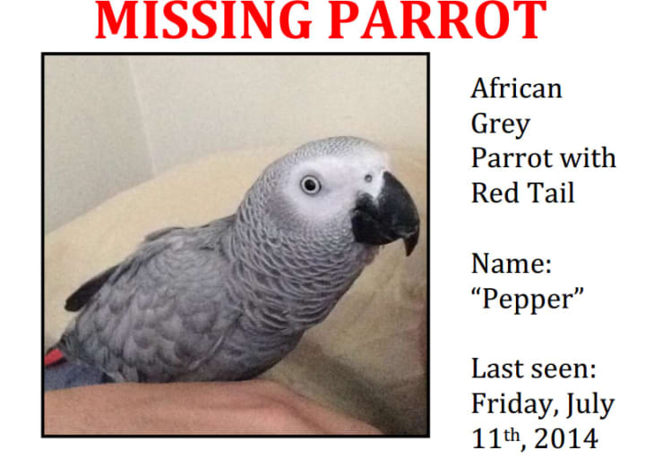 A screen shot of a missing flyer for Pepper the parrot.