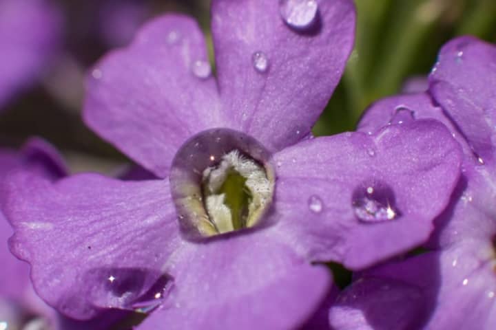 Flower petals with droplets.