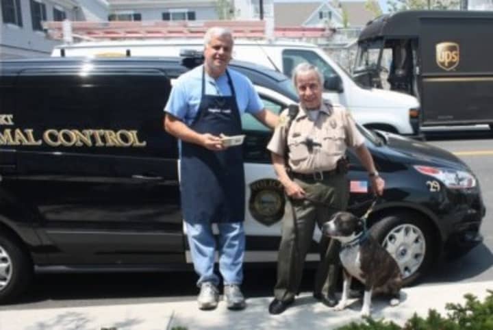 Al DiGuido, president of Saugatuck Sweets (left) and Chief Westport Animal Control Officer Peter D&#x27;Amico pose with a guest of Westport Animal Control, Jack. Jack is a 3-year-old brindle bully breed mix in need of a home.