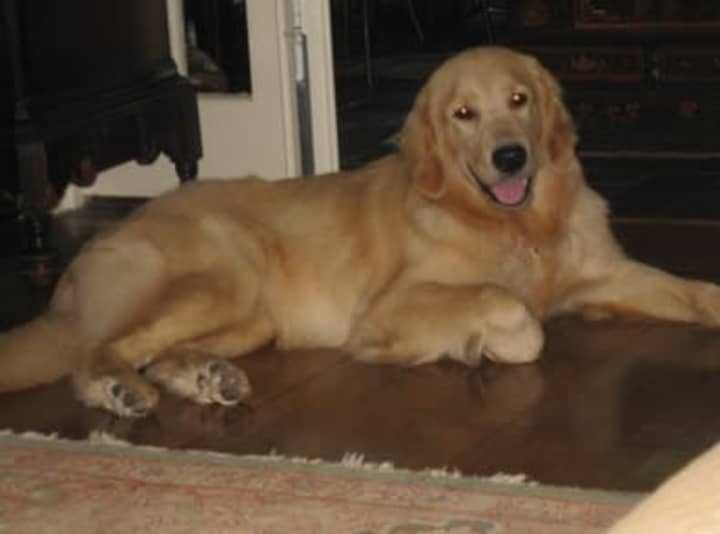 Bali, a 4-year-old golden retriever, has been missing since Tuesday, July 15. 