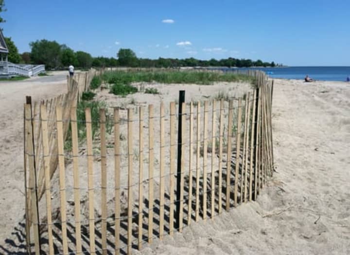 A new fence surrounds a sane dune at Sherwood Island State Park in Westport. Parkgoers will be admitted for free this weekend at Sherwood Island and at all state parks in Connecticut. 