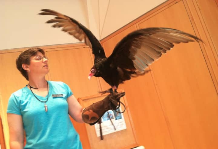 Dante, a Turkey Vulture, spreads his wings at the Wilton Library Wednesday before an educational session with a group of children.