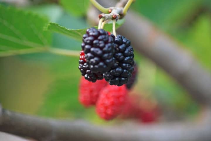 Northern Westchester Hospital Dietitian Stephanie Perruzza provides the benefits of berries.