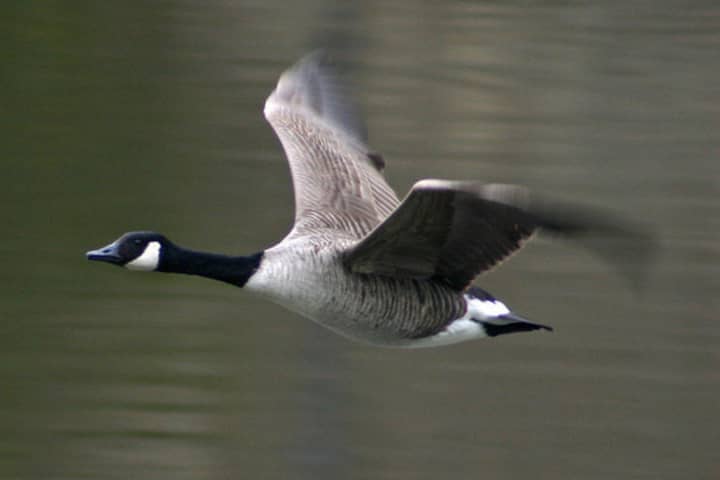 One goose was found dead in New Rochelle, city officials said. 