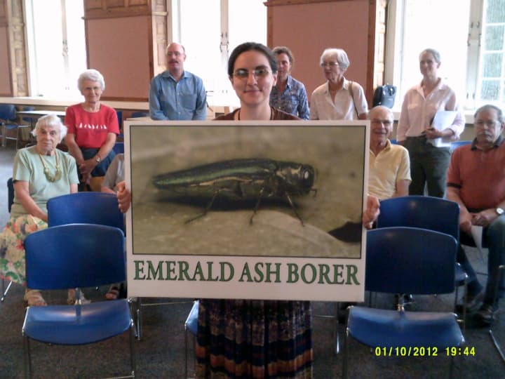 Katherine Dugas, entomologist from the Connecticut Agriculture Experimental Station in New Haven, holds an enlarged image of the emerald ash borer.