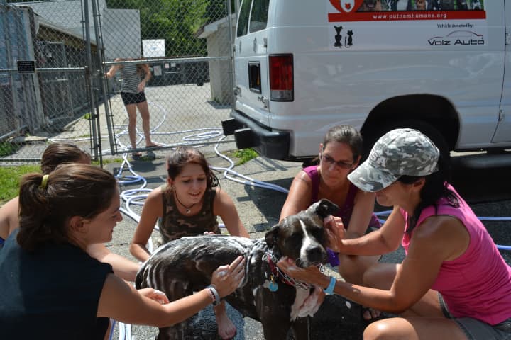 A dog named Star gets washed at the Putnam Humane Society&#x27;s dog wash.
