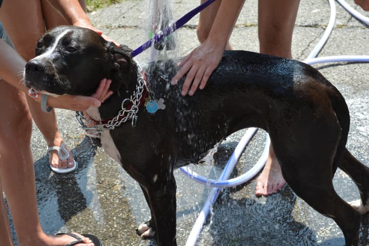 The Putnam County Humane Society is holding a dog wash event July 10.