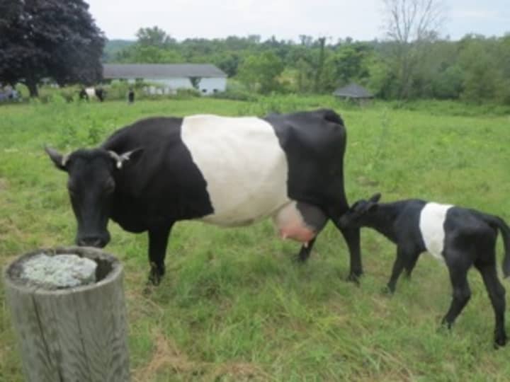 After 23 years, cows have returned to Hilltop Hanover Farm.
