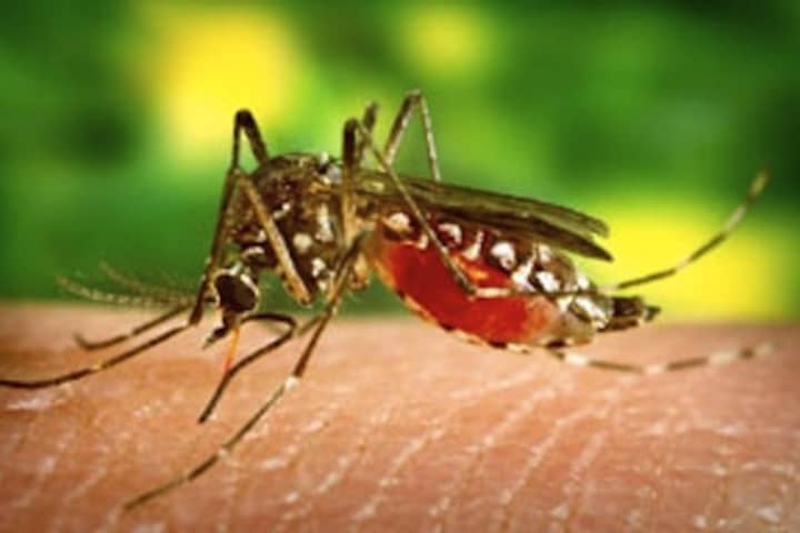 A Larchmont woman has been diagnosed with West Nile Virus, the first human case this year in Westchester County. 