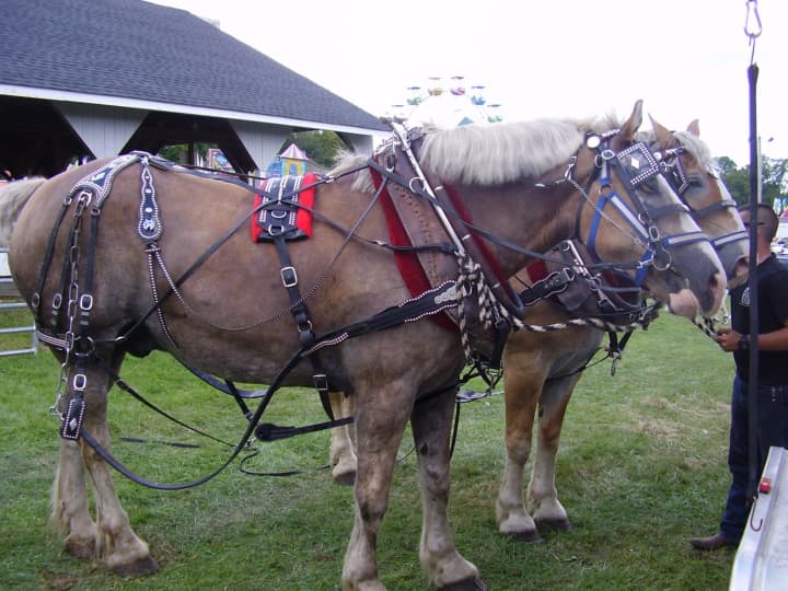 Horses are among many of the animals that will be showcased at the Yorktown Grange Fair.