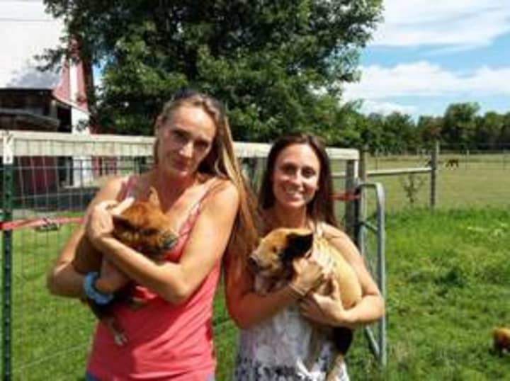 Lisa Walker, left, and Teresa Delahanty hold the two new kunekune piglets before bringing them to Tilly Foster Farm.
