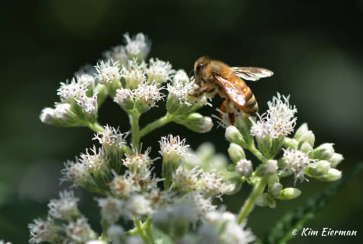 Honey bee feeding on Boneset.