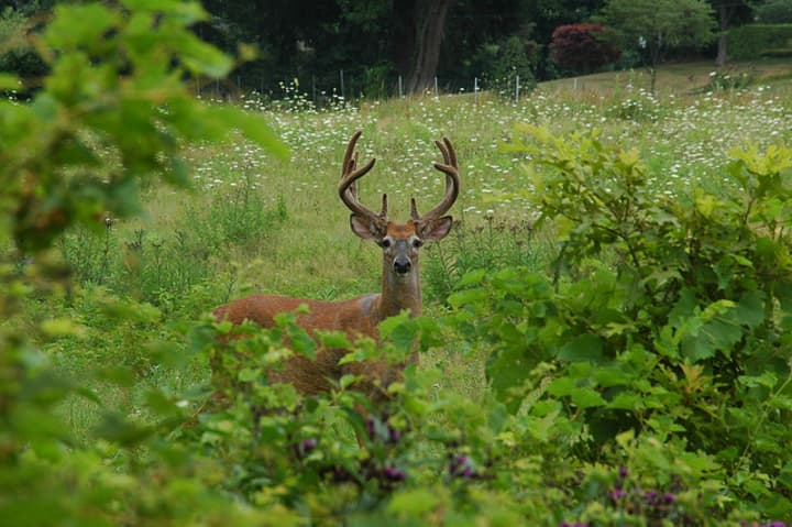 Bow hunting season is part of Westchester&#x27;s Adaptive Deer Management program.