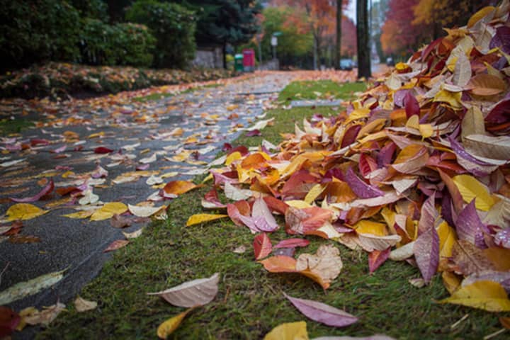 Loose piles of leaves, which clog drains and create slick roadways, will not be picked up in New Rochelle this fall.