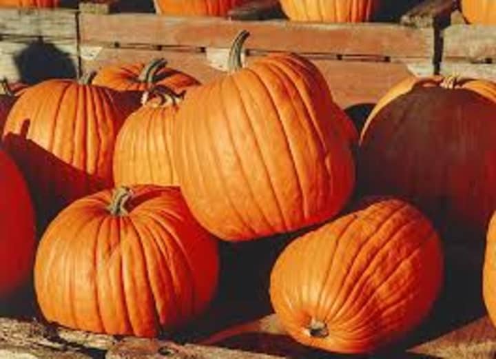 Pick the perfect pumpkin at Muscoot Farm. 