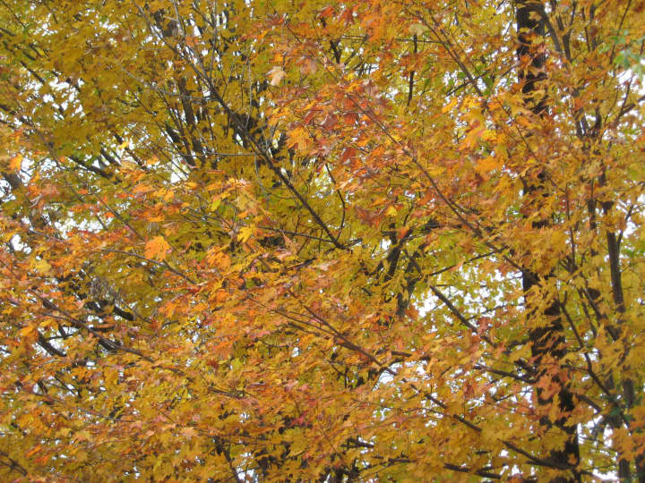 Peak foliage season will come to Fairfield in mid-October. 