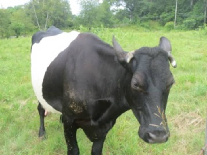 Adopt a Cow at Hilltop Hanover Farm through its program. 