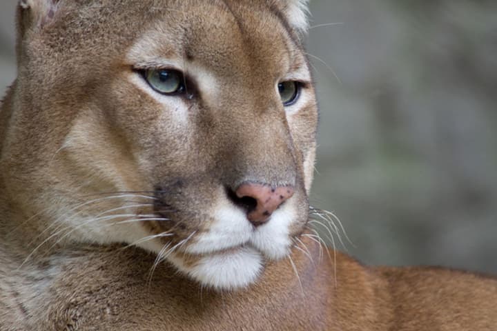Another resident reported the sighting of a mountain lion in Putnam County.