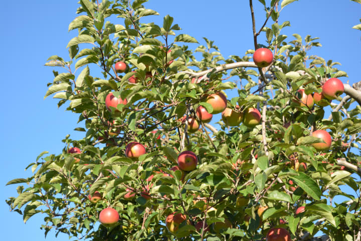 Apples on a tree at Outhouse Orchards in North Salem.