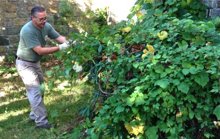 Bob DelTorto removes invasive vines.