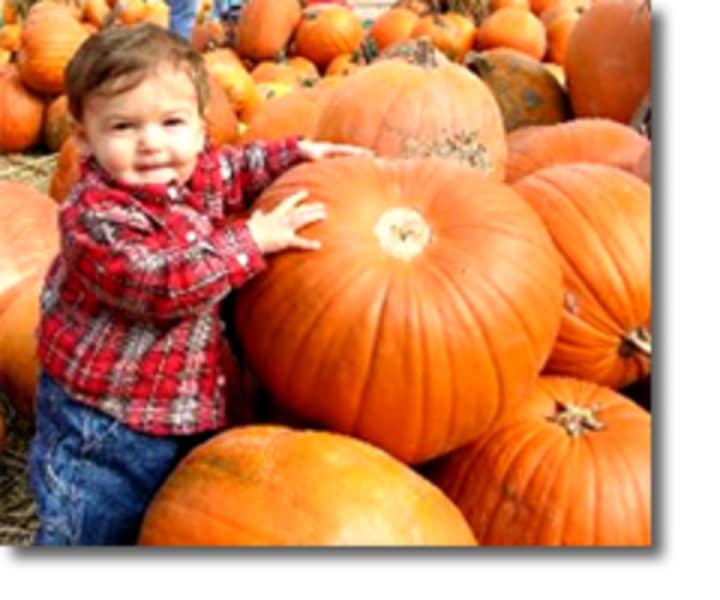 Pumpkins are the main attraction at Silverman&#x27;s Farm in Easton.