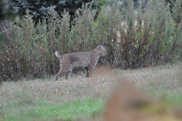 A bobcat spotted on Winding Road Farm on Oct. 1