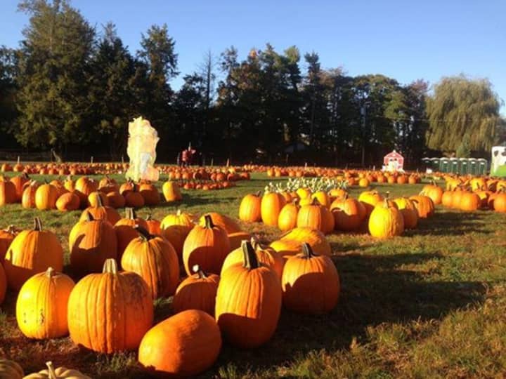 The pumpkin patch at Harvest Moon Farm and Orchard in North Salem.