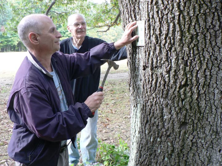 Bill Levin, left, a volunteer with the Norwalk Tree Alliance, and Dan Landau, the president of the alliance, install a sign identifying this tree in Cranbury Park as a red oak.