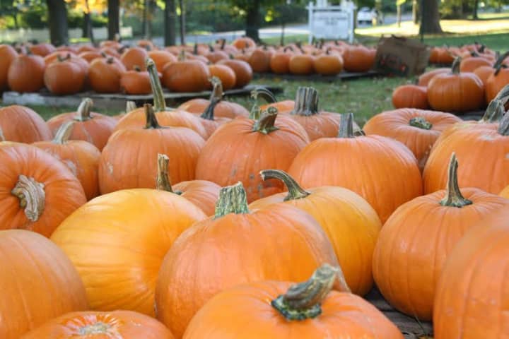 The pumpkin patch is waiting for picking at Jesse Lee Memorial Church in Ridgefield. 