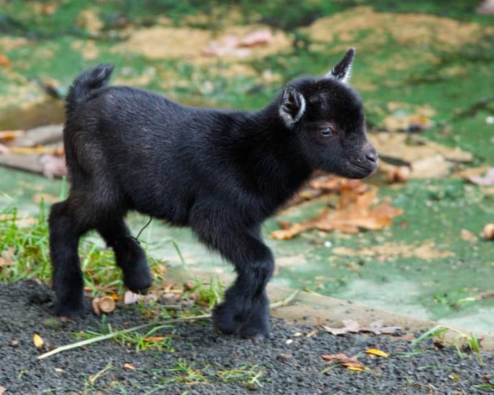 One of the new Nigerian Dwarf kids born at Connecticut&#x27;s Beardsley Zoo.