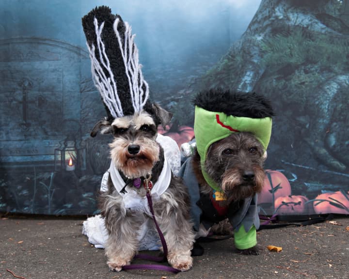 The seventh annual Howl &amp; Prowl Halloween Pet Costume Party in the Park will be held in Greenwich on Sunday, Oct. 26.
