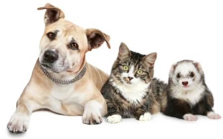 Dogs, cats and ferrets can be vaccinated at a free rabies clinic. 