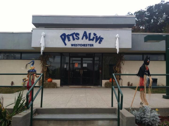 Pets Alive, a &quot;no-kill&quot; animal shelter, has been forced to close its Elmsford facility and move dozens of cats and dogs to its sanctuary in Middletown, according to a report in the blogazine StacyKnows.