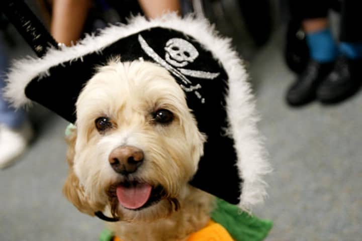 A Halloween Costume Dog Parade will be held at Jennings Beach on Oct. 25. 