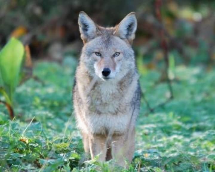 Some Yonkers residents have seen a coyote in their neighborhood.