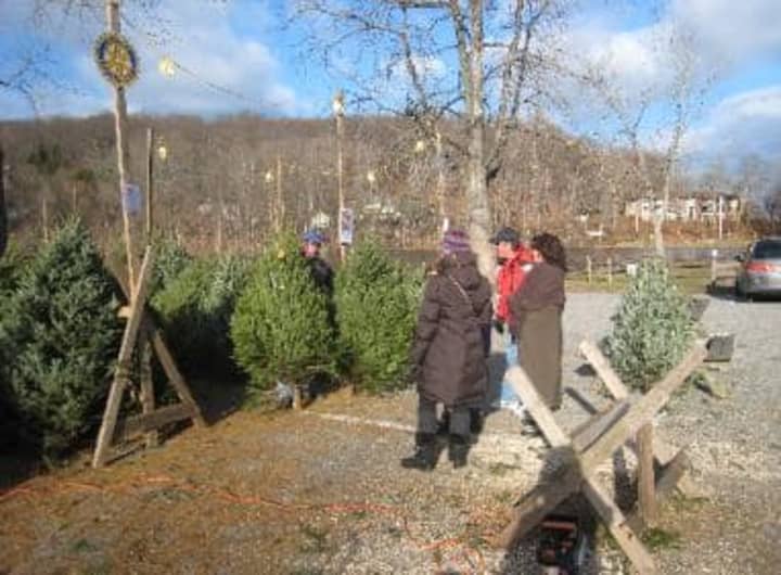 Various Westchester organizations have joined forces to sell Christmas trees. 
