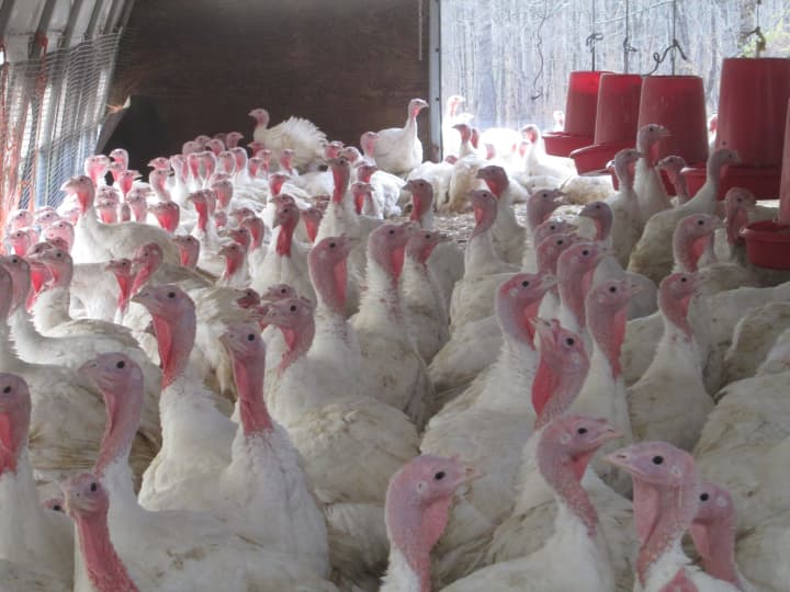 Turkeys at Hemlock Hill Farm.