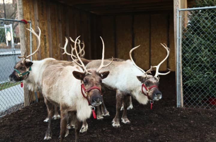 Santa and his reindeer will return to McArdle&#x27;s in Greenwich on Nov. 28. 