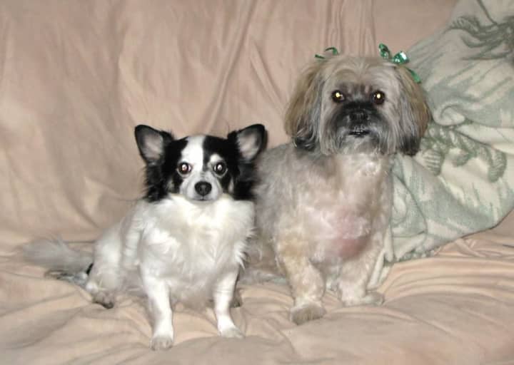Patches (on the left) has been missing since last week in Yorktown.