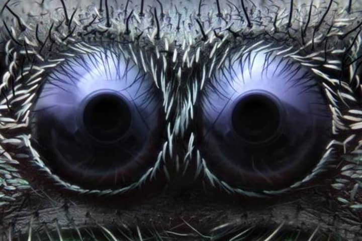 Greenwich&#x27;s Noah Fram-Schwartz won third place in the Nikon Small World competition with this photo of the eyes of a jumping spider.