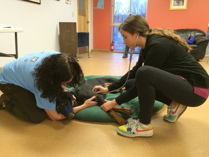 Student Erica Griffin (right) examines Hugo, assisted by Annie Madden, PAWS kennel manager (left).