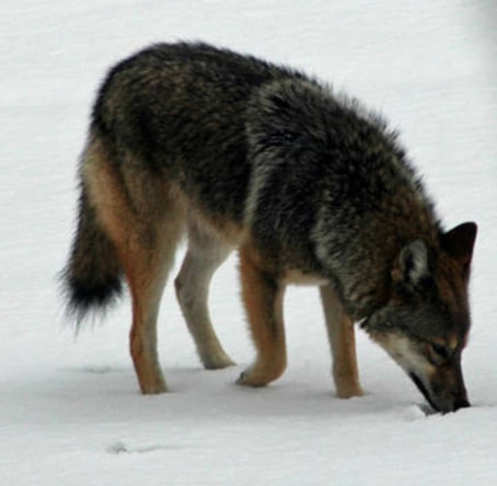 A number of coyote sightings have been reported in Darien.