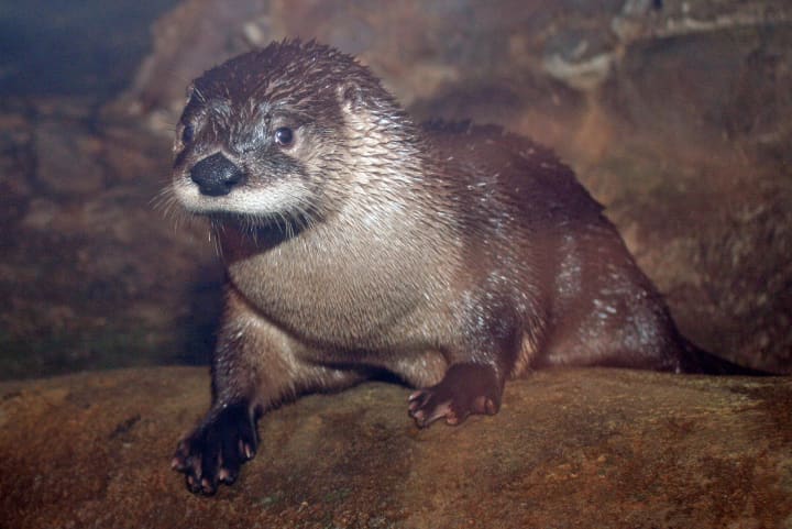 The Maritime Aquarium in Norwalk welcomes its new 11-month-old river otter Levi to its exhibit this week.