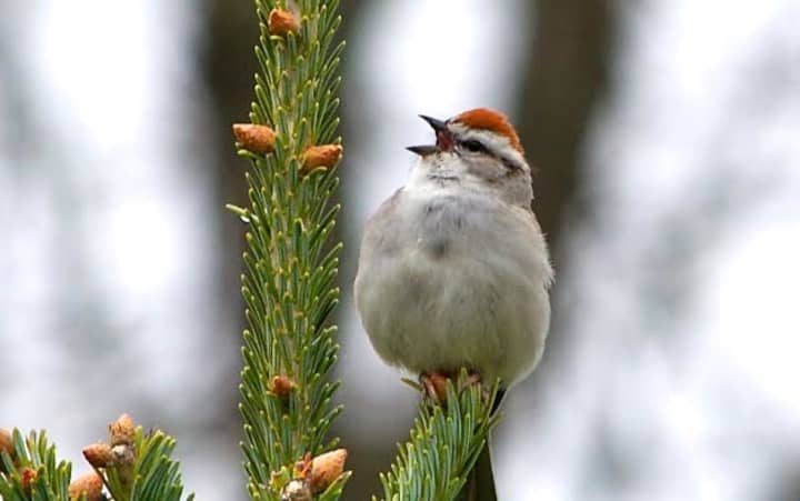 Chipping Sparrow on a Christmas tree.
