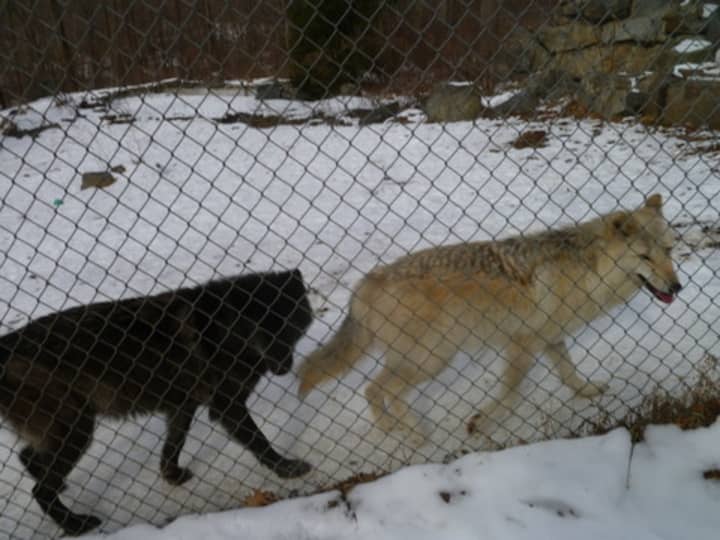 Wolves at the Wolf Conservation Center in South Salem.