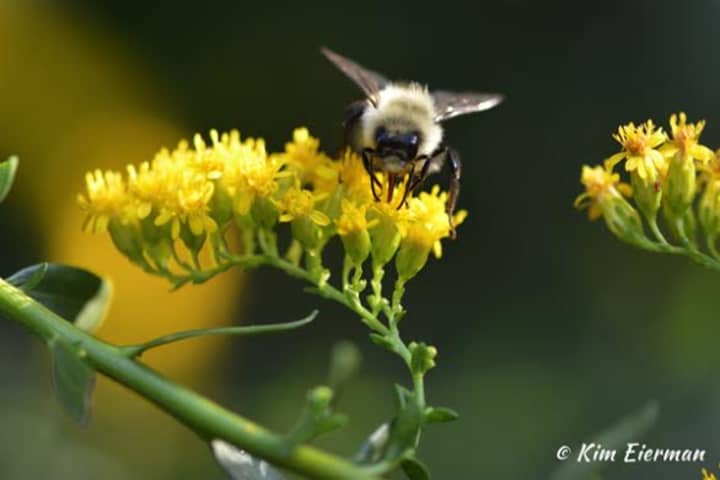 A bumble bee sips nectar from Goldenrod Flowers.